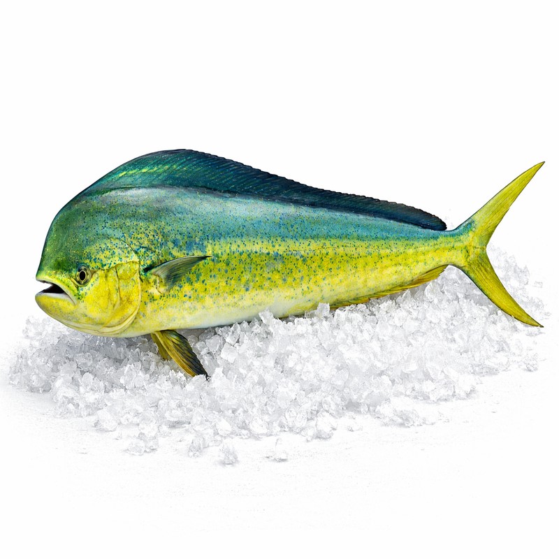 Mahi-Mahi