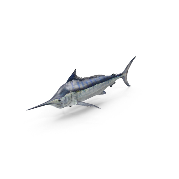 Marlin