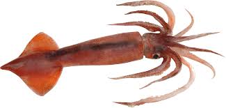 Squid
