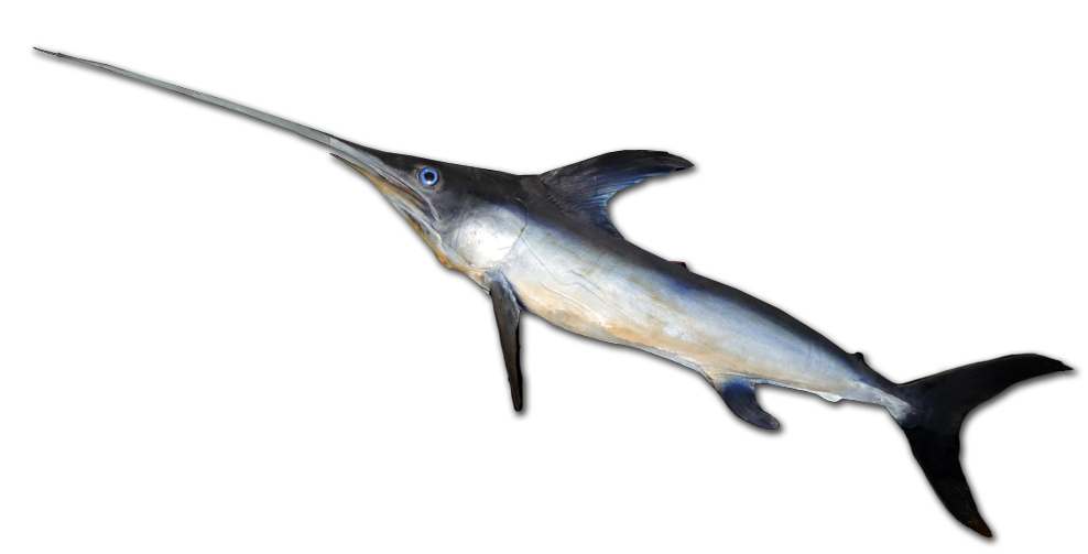 Swordfish